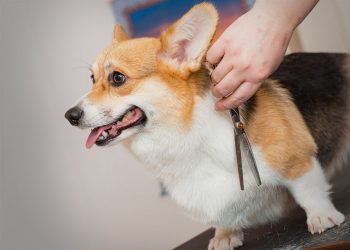  Pet Shop